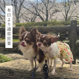 本日より通常営業です！